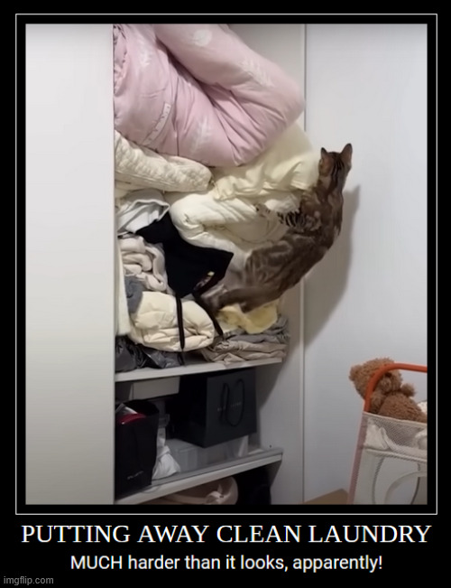 Putting Away Clean Laundry | image tagged in laundry,clean,cat,closet,hard work,accident | made w/ Imgflip meme maker
