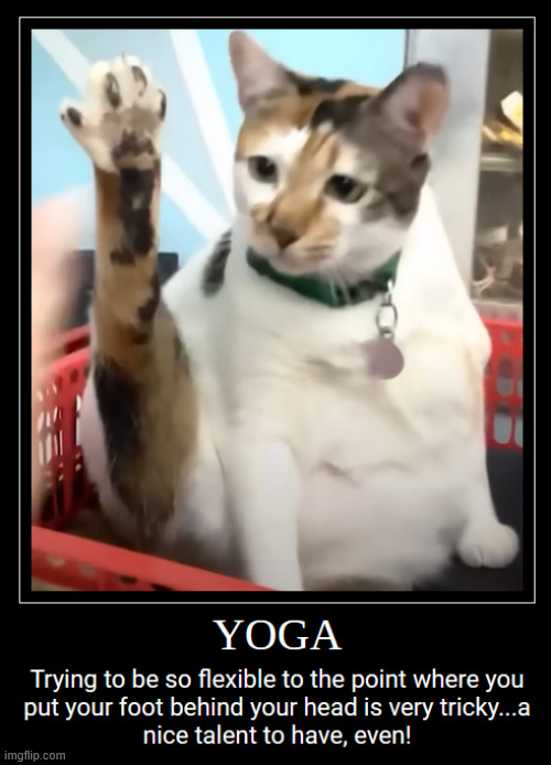 Yoga | image tagged in yoga,cat,stretching,flexing,fat cat,exercise | made w/ Imgflip meme maker