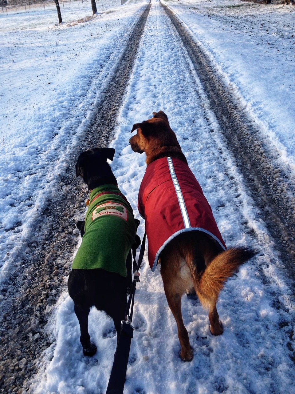 Dogs in Coats Blank Meme Template