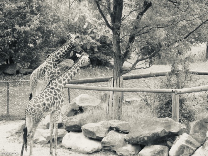 Zoo Animals Giraffe Mirror Image Mode | image tagged in zoo animals giraffe mirror image mode | made w/ Imgflip meme maker