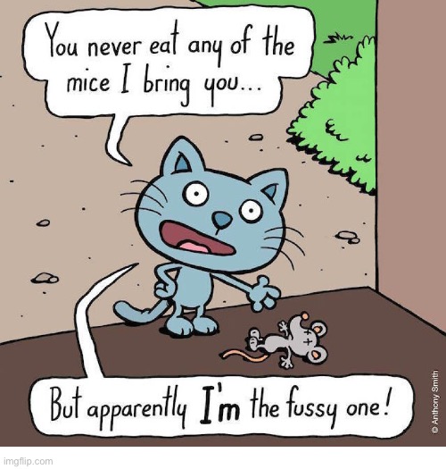 Cattitude | image tagged in cats,comics,cattitude,dead mouse,fussy | made w/ Imgflip meme maker