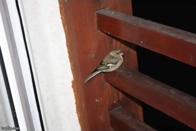 text1 | made w/ Imgflip meme maker