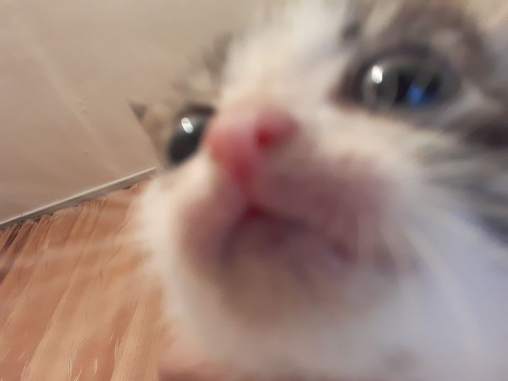 Cat Stare Blank Meme Template