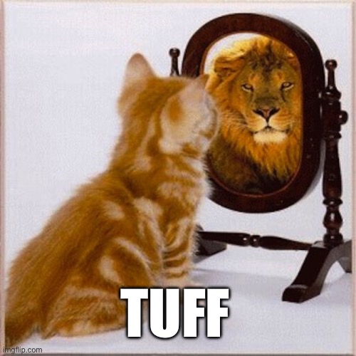 cat mirror lion | TUFF | image tagged in cat mirror lion | made w/ Imgflip meme maker