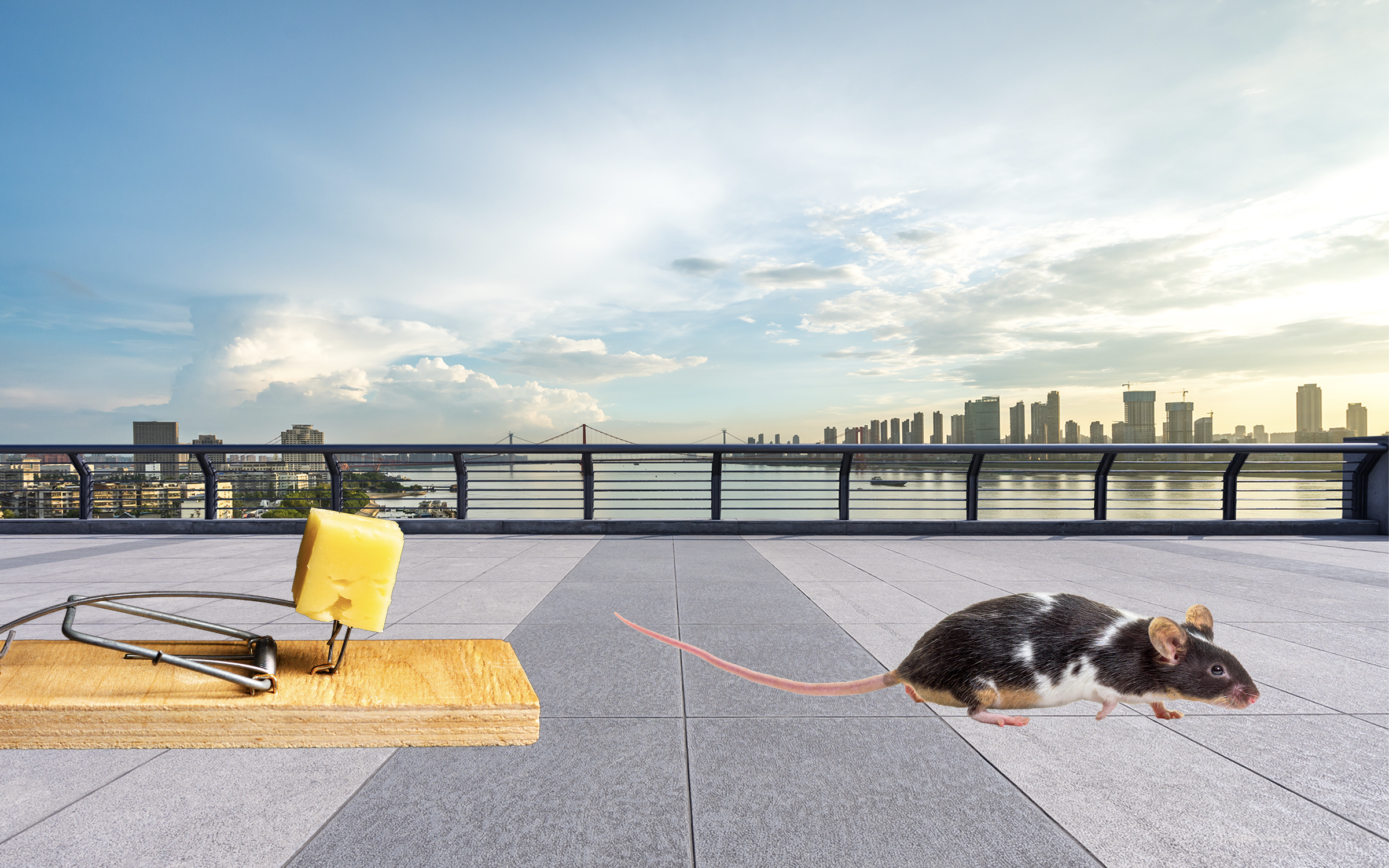 Mouse Trap Blank Meme Template