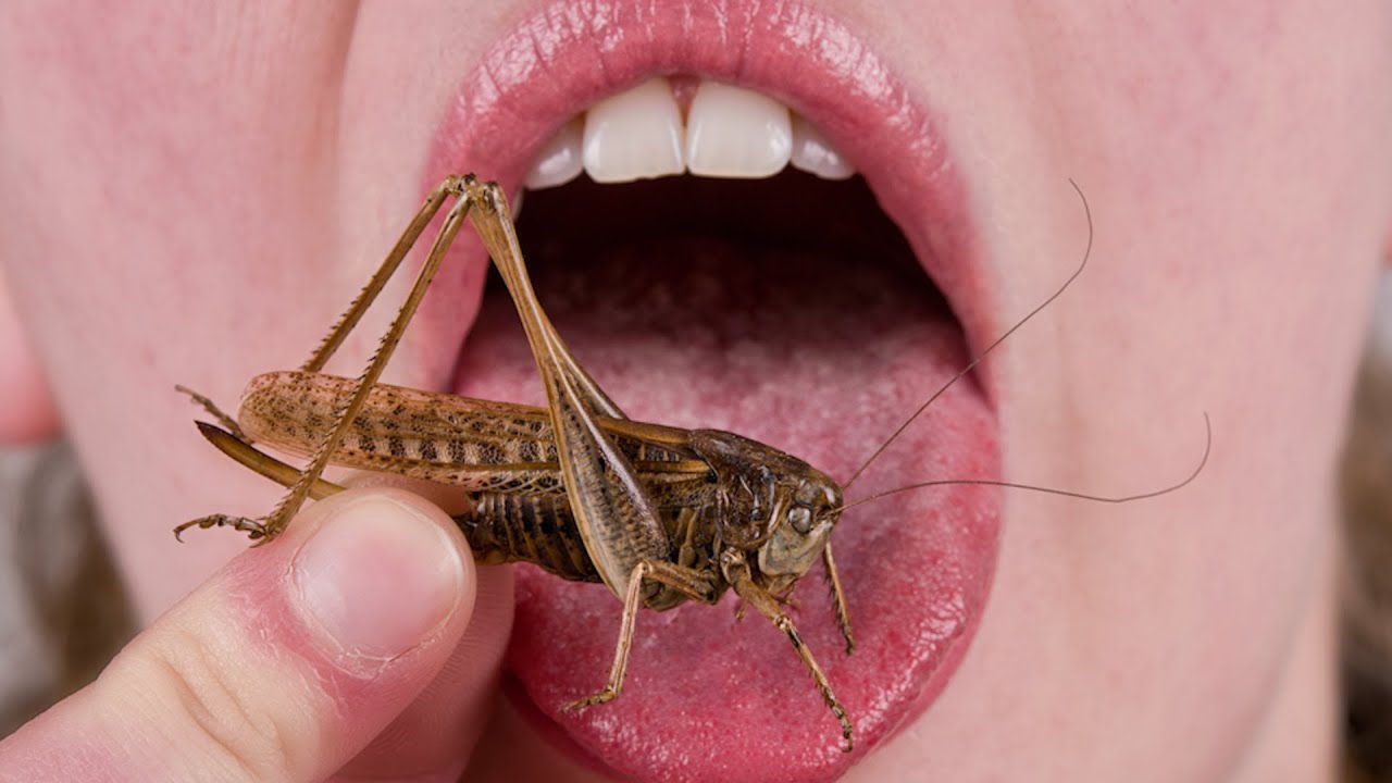 eat insects Blank Meme Template