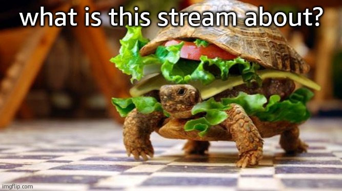 Tortoise Samwich | what is this stream about? | image tagged in tortoise samwich | made w/ Imgflip meme maker