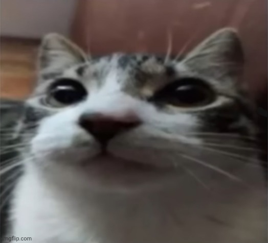 The impulsive thought of deleting randomly and never coming back | image tagged in cat temp | made w/ Imgflip meme maker