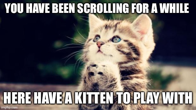 Do anything, and I wish you a GREAT day! | YOU HAVE BEEN SCROLLING FOR A WHILE; HERE HAVE A KITTEN TO PLAY WITH | image tagged in cute kitten,funny,memes,adorable,kitten,oh wow are you actually reading these tags | made w/ Imgflip meme maker