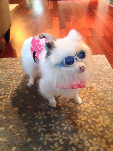 party dog Blank Meme Template