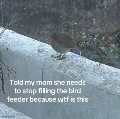 Oh no, oh no, I'm the biggest burd! | image tagged in burdz r reel | made w/ Imgflip meme maker