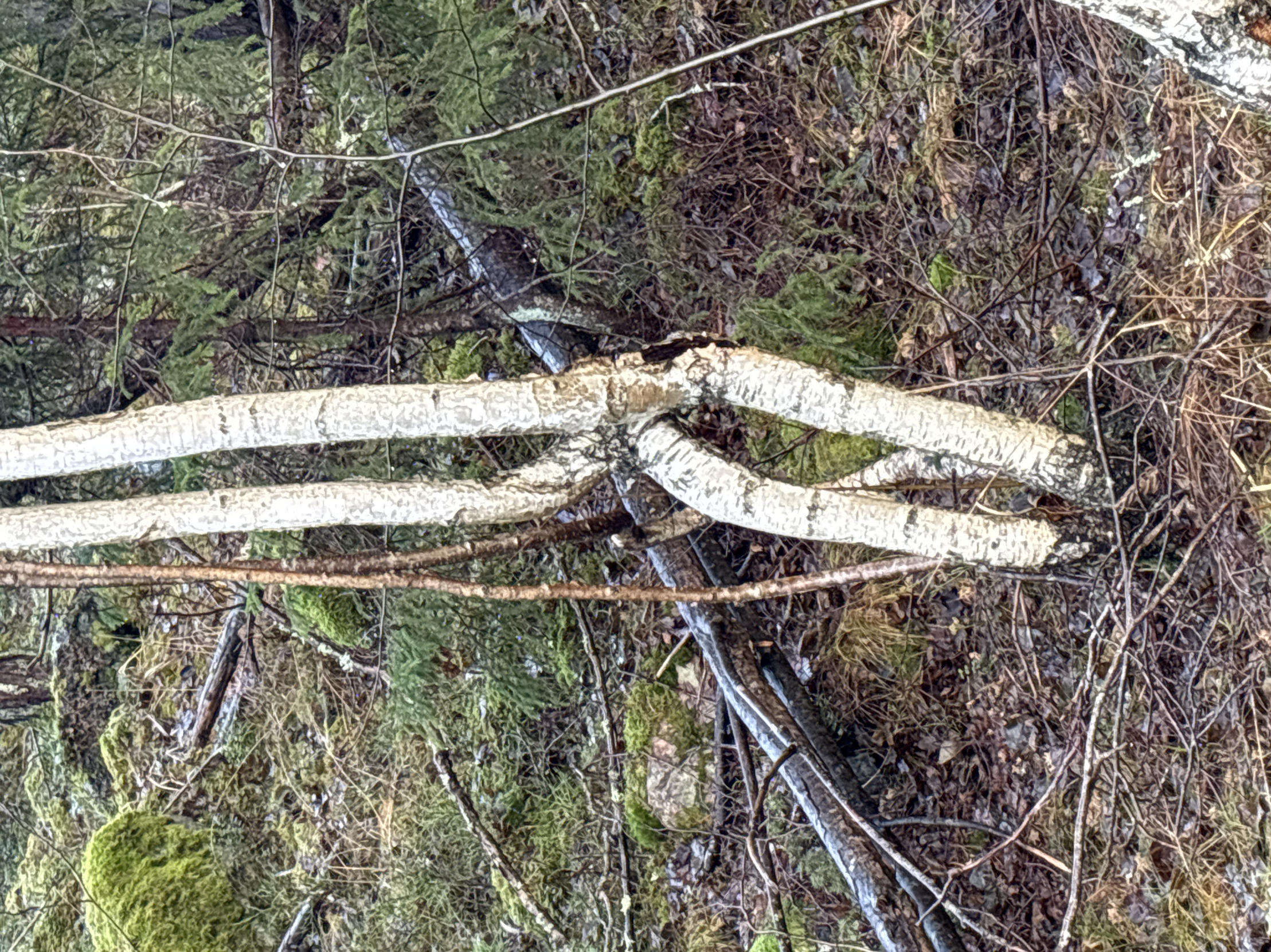 Teenage bend Blank Meme Template