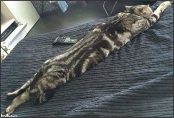 How Super Cat Sleeps ! | image tagged in cats,superman,sleeping | made w/ Imgflip meme maker