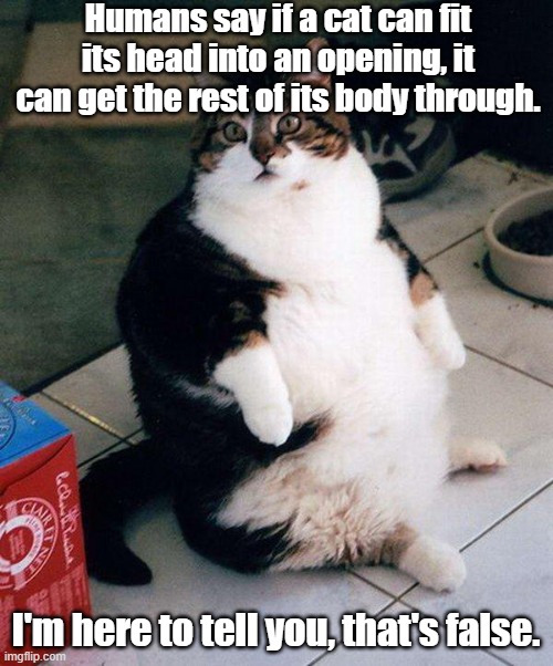 fat cat | Humans say if a cat can fit its head into an opening, it can get the rest of its body through. I'm here to tell you, that's false. | image tagged in fat cat | made w/ Imgflip meme maker