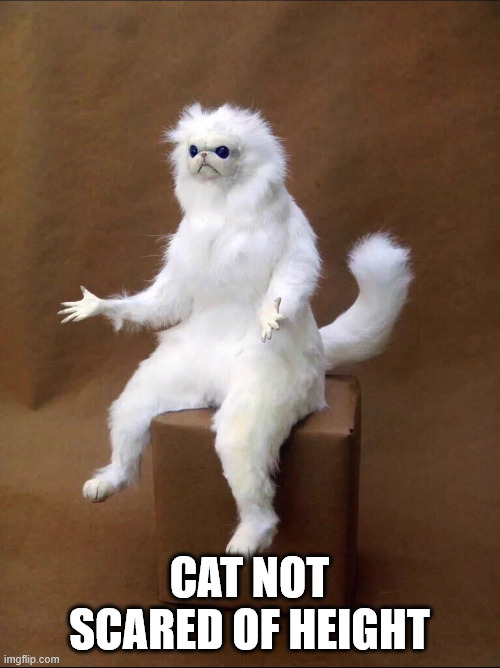 Cat Shrug | CAT NOT SCARED OF HEIGHT | image tagged in cat shrug | made w/ Imgflip meme maker