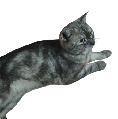 Scottish straight cat Blank Meme Template