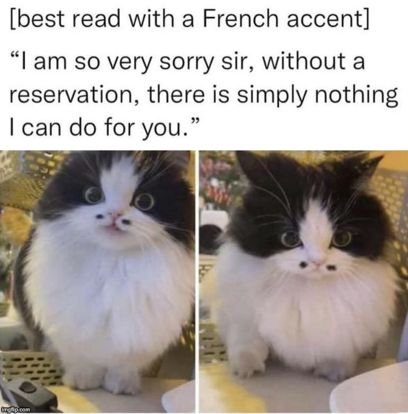 "Monsieur, it is with my utmost humility that i wish to serve you." | image tagged in memes,funny,cats,french,have a laugh mate | made w/ Imgflip meme maker