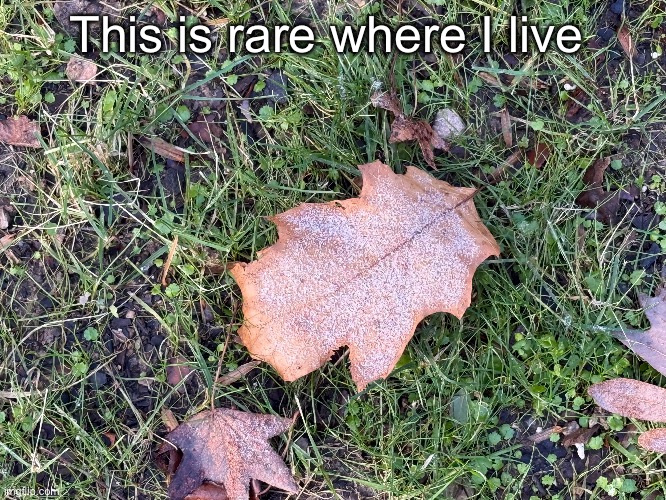 This is rare where I live | made w/ Imgflip meme maker