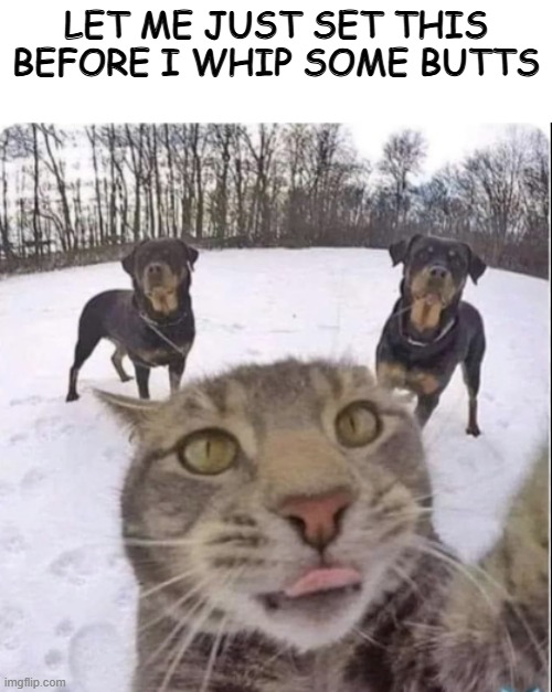 taking care of cat business | LET ME JUST SET THIS BEFORE I WHIP SOME BUTTS | image tagged in tough cat | made w/ Imgflip meme maker