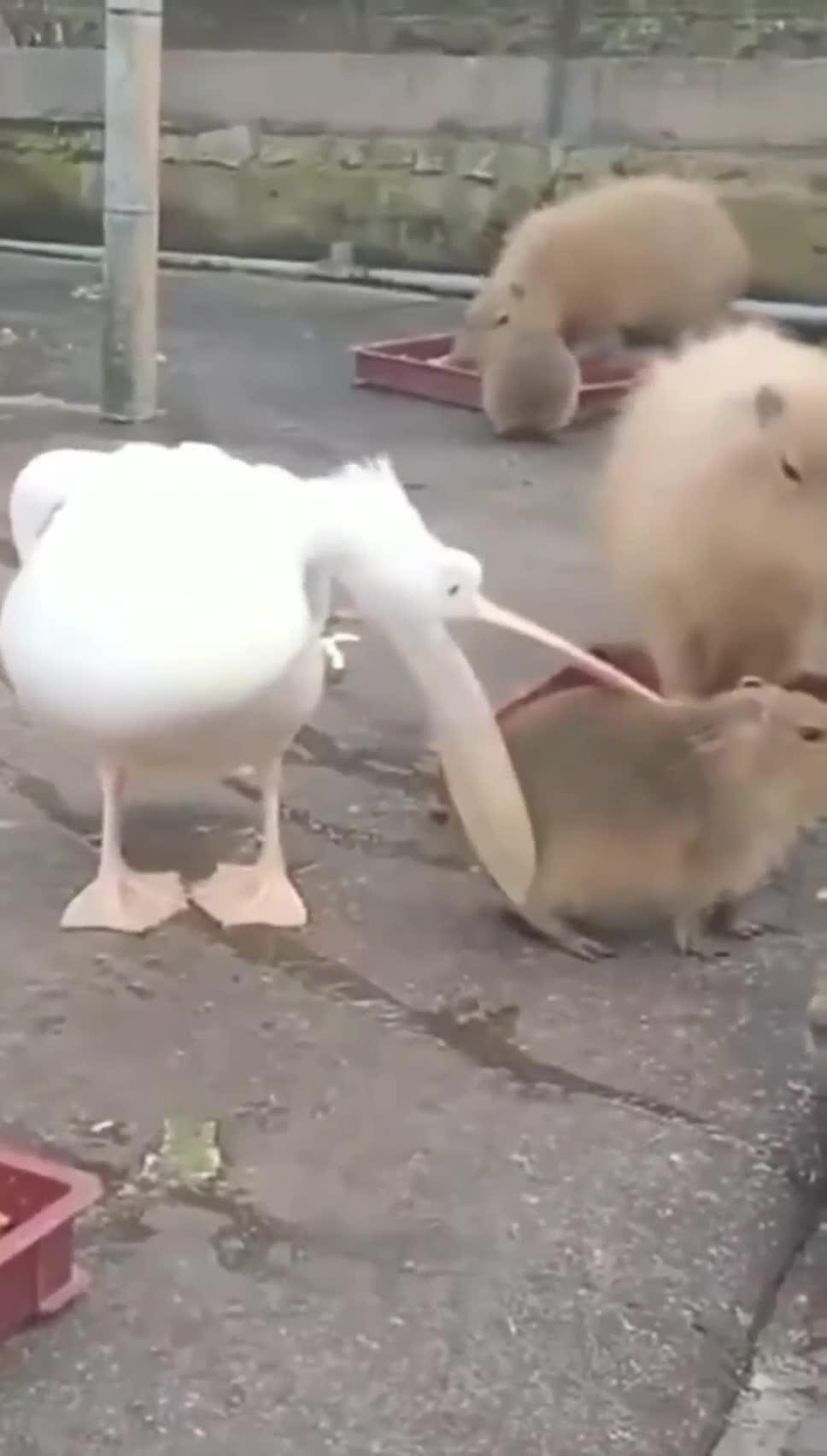 Pelican eating capybara Blank Meme Template