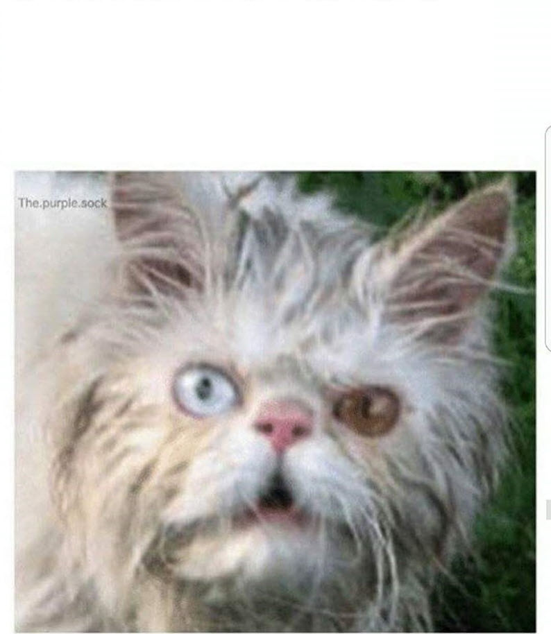 High Quality feeling rough Blank Meme Template