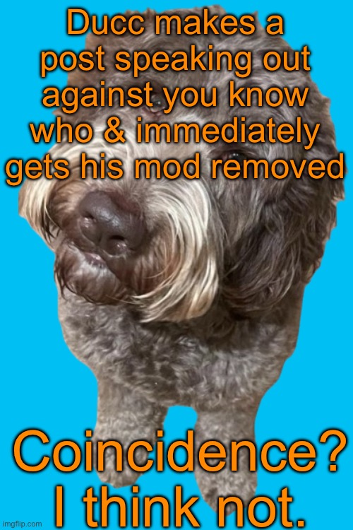 Oh and also Tethy and Gabriel just got permabanned | Ducc makes a post speaking out against you know who & immediately gets his mod removed; Coincidence? I think not. | image tagged in northers dog transparent | made w/ Imgflip meme maker