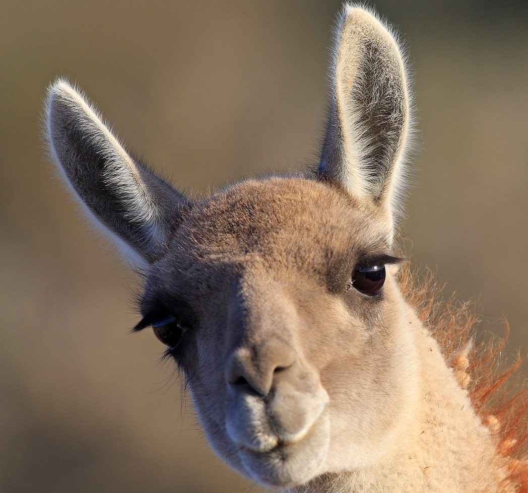 Judging alpaca Blank Meme Template