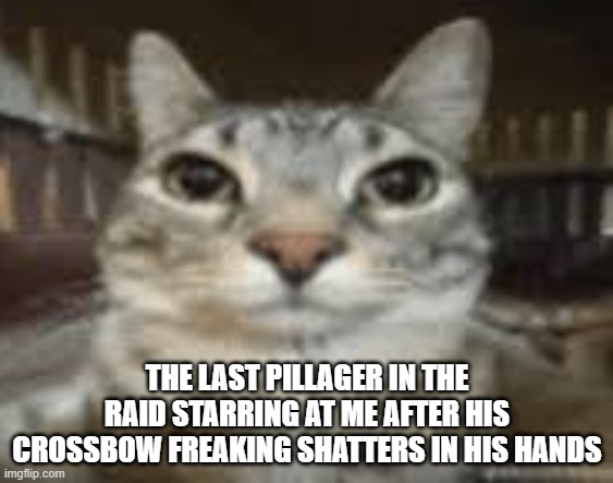 Cat Staring | THE LAST PILLAGER IN THE RAID STARRING AT ME AFTER HIS CROSSBOW FREAKING SHATTERS IN HIS HANDS | image tagged in cat staring | made w/ Imgflip meme maker
