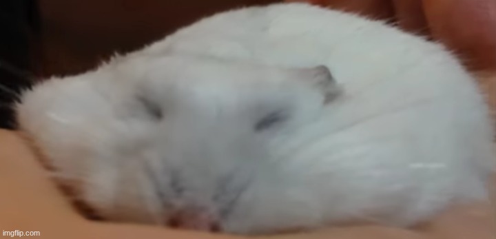 flat hamster | made w/ Imgflip meme maker