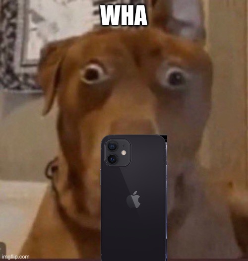Surprised Dog | WHA | image tagged in surprised dog | made w/ Imgflip meme maker
