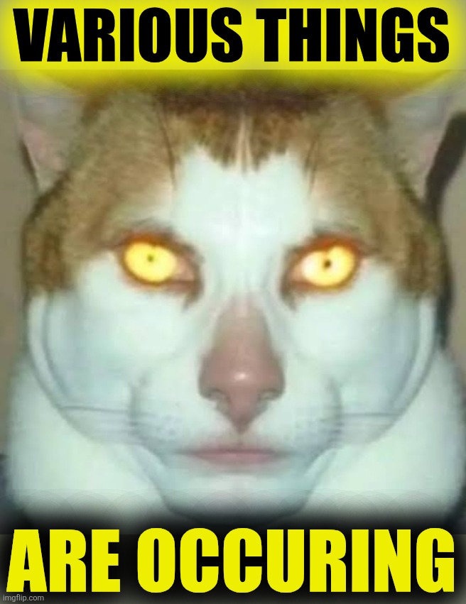 Sigma Cat | VARIOUS THINGS; ARE OCCURING | image tagged in sigma cat | made w/ Imgflip meme maker