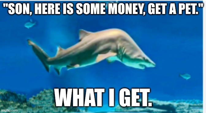 "SON, HERE IS SOME MONEY, GET A PET."; WHAT I GET. | made w/ Imgflip meme maker