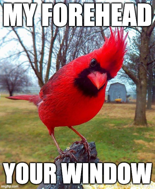 Angry bird | MY FOREHEAD; YOUR WINDOW | image tagged in angry bird | made w/ Imgflip meme maker