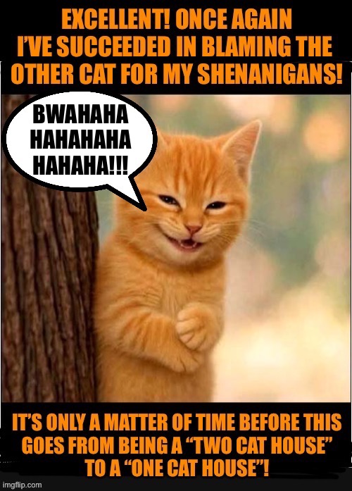 He’s done that to a few cats… | BWAHAHA
HAHAHAHA
HAHAHA!!! | image tagged in cats,tabby,devious,shenanigans | made w/ Imgflip meme maker