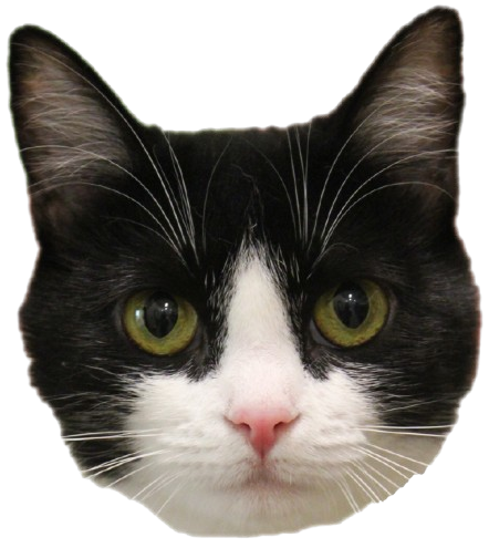 cat head Blank Meme Template