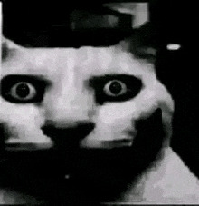Horror cat Blank Meme Template