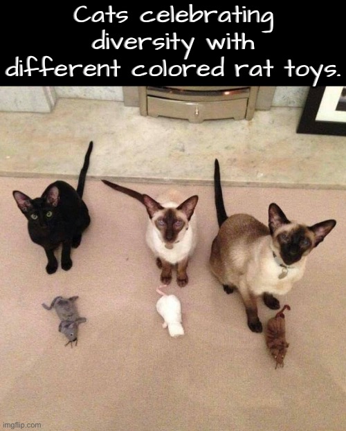 Cats Celebrating Diversity | Cats celebrating diversity with different colored rat toys. | image tagged in cats,funny cats,diversity,rats,celebration,funny cat memes | made w/ Imgflip meme maker