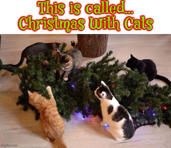 This Is Called | This is called... Christmas With Cats | image tagged in christmas,cats,funny cats,christmas tree,i am the god of destruction,christmas with cats | made w/ Imgflip meme maker
