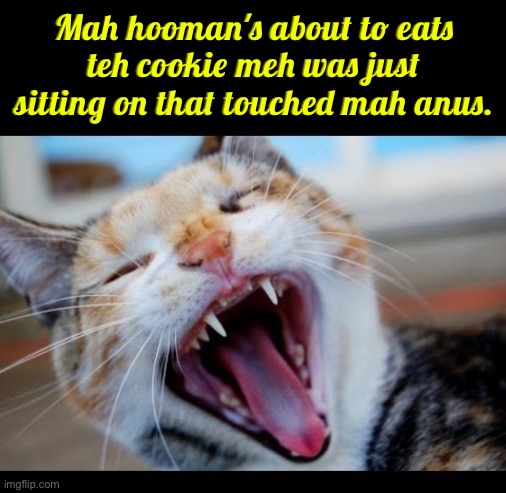 About To Eats It | Mah hooman's about to eats teh cookie meh was just sitting on that touched mah anus. | image tagged in cats,funny cats,funny cat memes,mischief,cookie,anus | made w/ Imgflip meme maker