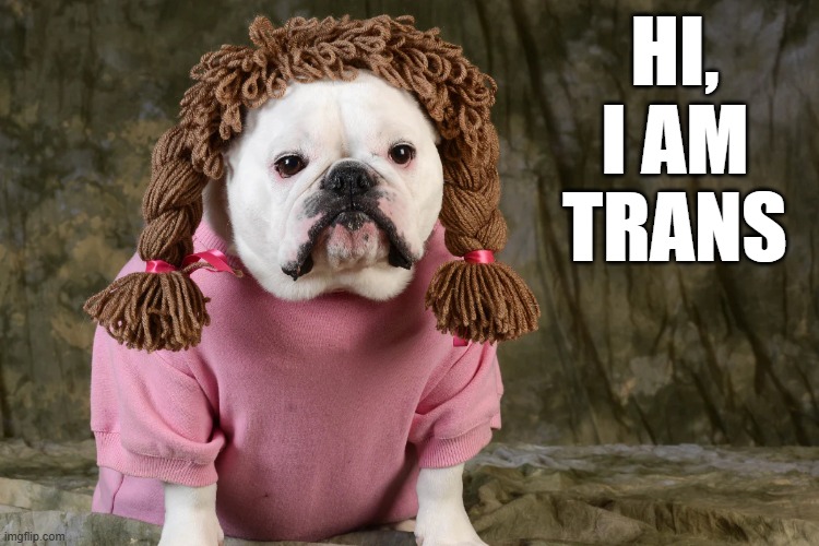 Trans Dog | HI, I AM TRANS | image tagged in dogs | made w/ Imgflip meme maker