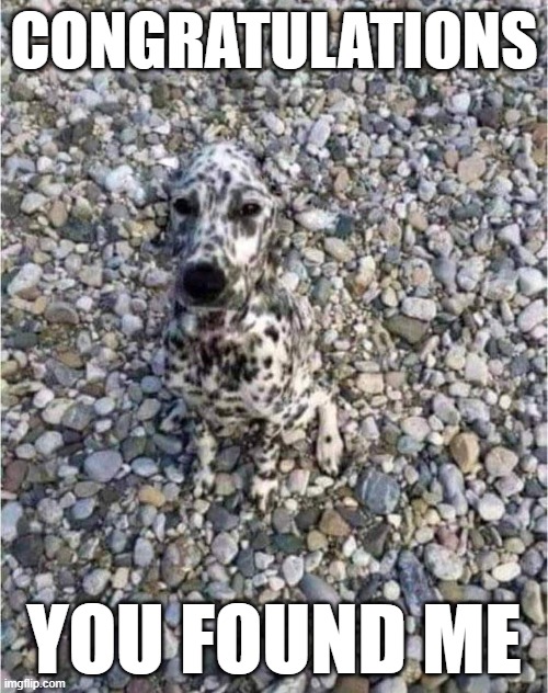 Camo Dog | CONGRATULATIONS; YOU FOUND ME | image tagged in dogs | made w/ Imgflip meme maker