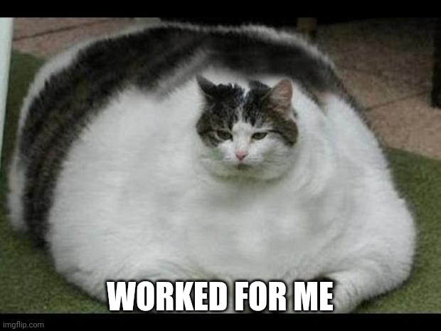 fat cat 2 | WORKED FOR ME | image tagged in fat cat 2 | made w/ Imgflip meme maker