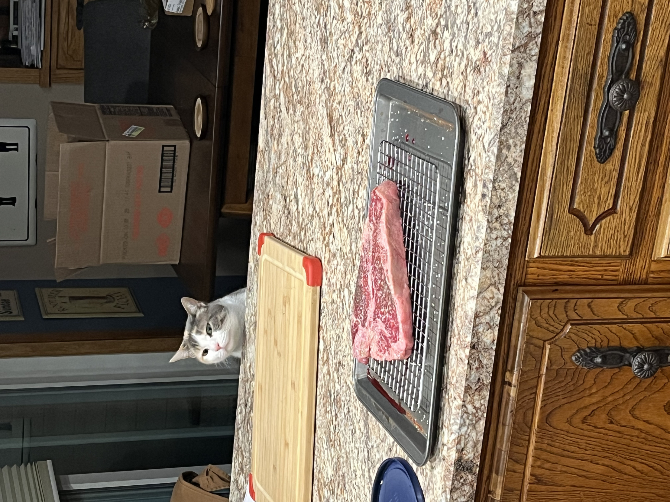 Hungry Cat Blank Meme Template