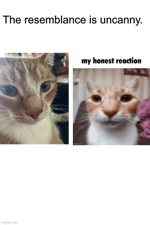how the hell does my cat OscarIn that picture look so much like the other one | The resemblance is uncanny. | made w/ Imgflip meme maker