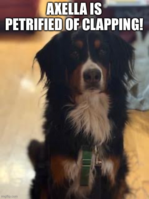Dog Petrified Of Clapping | AXELLA IS PETRIFIED OF CLAPPING! | image tagged in dogs | made w/ Imgflip meme maker