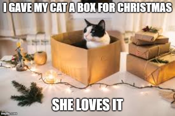 I got my cat a box for Christmas. She loves it. | I GAVE MY CAT A BOX FOR CHRISTMAS; SHE LOVES IT | image tagged in cat,kittens,funny,humor,christmas,present | made w/ Imgflip meme maker