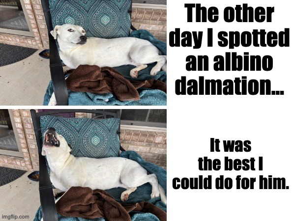 Dalmation | The other day I spotted an albino dalmation... It was the best I could do for him. | image tagged in dad joke | made w/ Imgflip meme maker