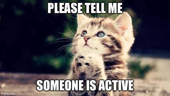 Cute kitten | PLEASE TELL ME; SOMEONE IS ACTIVE | image tagged in cute kitten | made w/ Imgflip meme maker