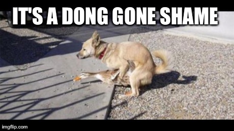 IT'S A DONG GONE SHAME | image tagged in dog humping duck | made w/ Imgflip meme maker
