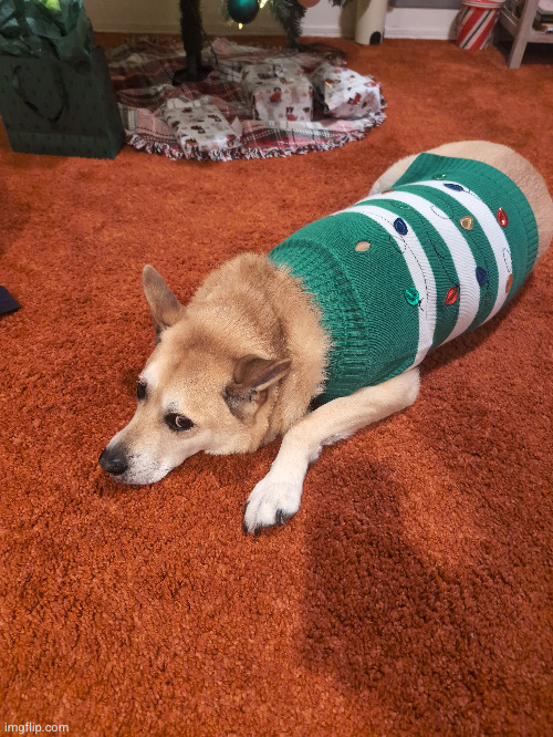 marshals new sweater | image tagged in christmas,dog,funny,marshal,doge,cheems | made w/ Imgflip meme maker